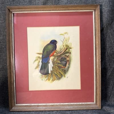 Pair Vintage John Gould Bird Prints Framed Matted Trogons Henry B Sandler Co - Thumbnail 4