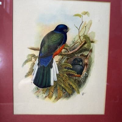 Pair Vintage John Gould Bird Prints Framed Matted Trogons Henry B Sandler Co - Thumbnail 5