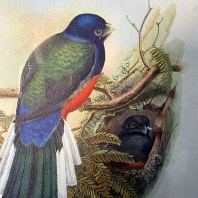 Pair Vintage John Gould Bird Prints Framed Matted Trogons Henry B Sandler Co - Thumbnail 7