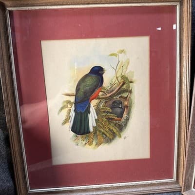 Pair Vintage John Gould Bird Prints Framed Matted Trogons Henry B Sandler Co - Thumbnail 2