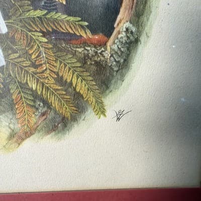 Pair Vintage John Gould Bird Prints Framed Matted Trogons Henry B Sandler Co - Thumbnail 6