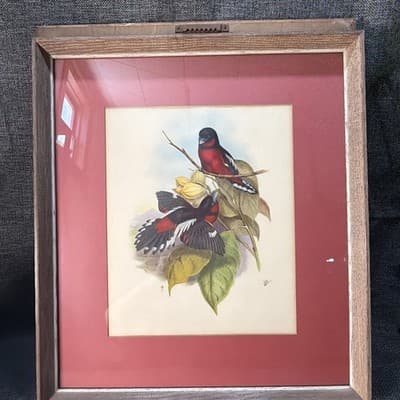 Pair Vintage John Gould Bird Prints Framed Matted Trogons Henry B Sandler Co - Thumbnail 11