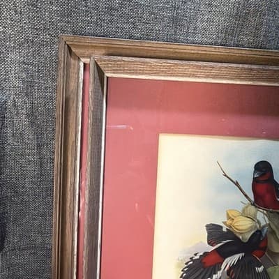 Pair Vintage John Gould Bird Prints Framed Matted Trogons Henry B Sandler Co - Thumbnail 17
