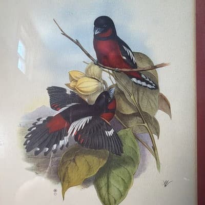 Pair Vintage John Gould Bird Prints Framed Matted Trogons Henry B Sandler Co - Thumbnail 12