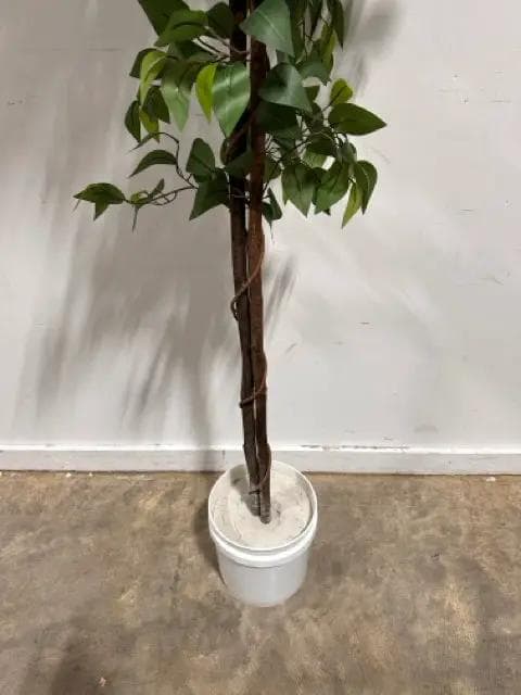 Faux Ficus Tree - Thumbnail 2