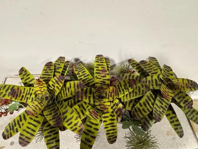 Faux Succulent Floral Arrangement - Thumbnail 2