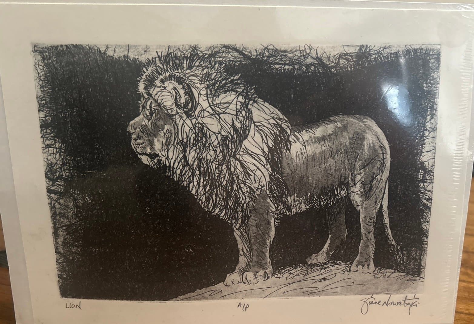 Print Lion signed piece Steve Nowatzki