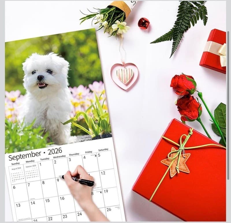 2026 Maltese Wall Calendar, 18-Month (July 2025 - December 2026) Dog Breed - Thumbnail 2