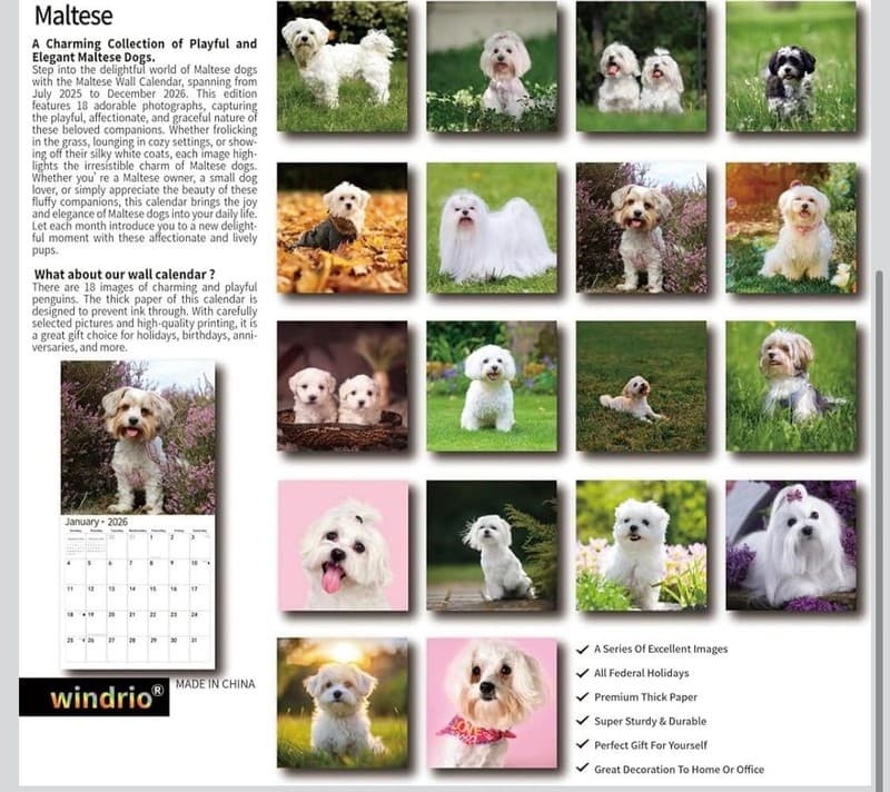 2026 Maltese Wall Calendar, 18-Month (July 2025 - December 2026) Dog Breed - Thumbnail 3