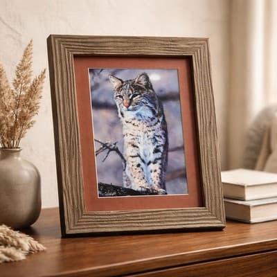 Framed Photographic Print of A Bobcat. Antique Art. Original Frame - Thumbnail 5