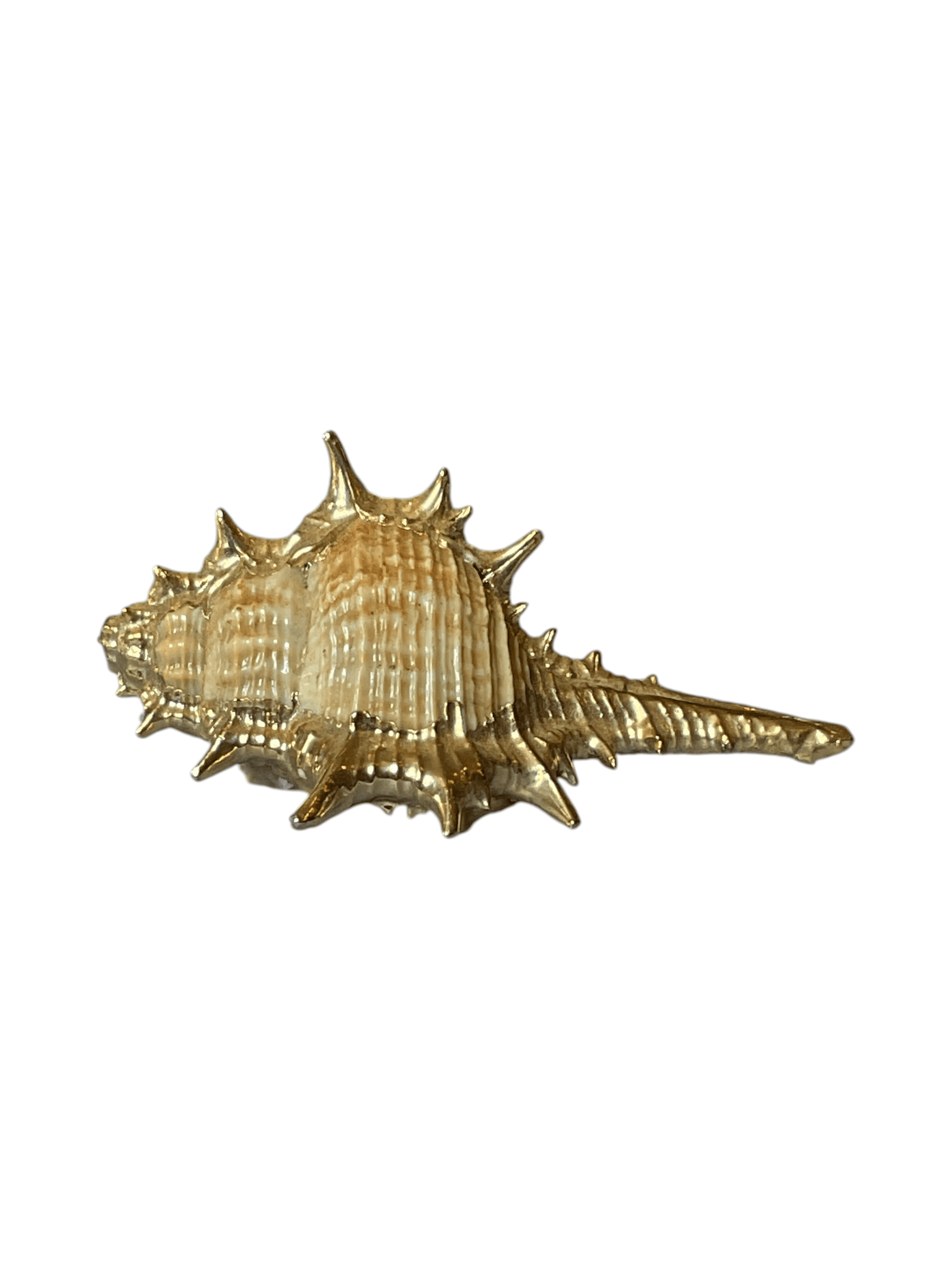 Gold-Tone Decorative Seashell Ornament 5 Inches - Thumbnail 3