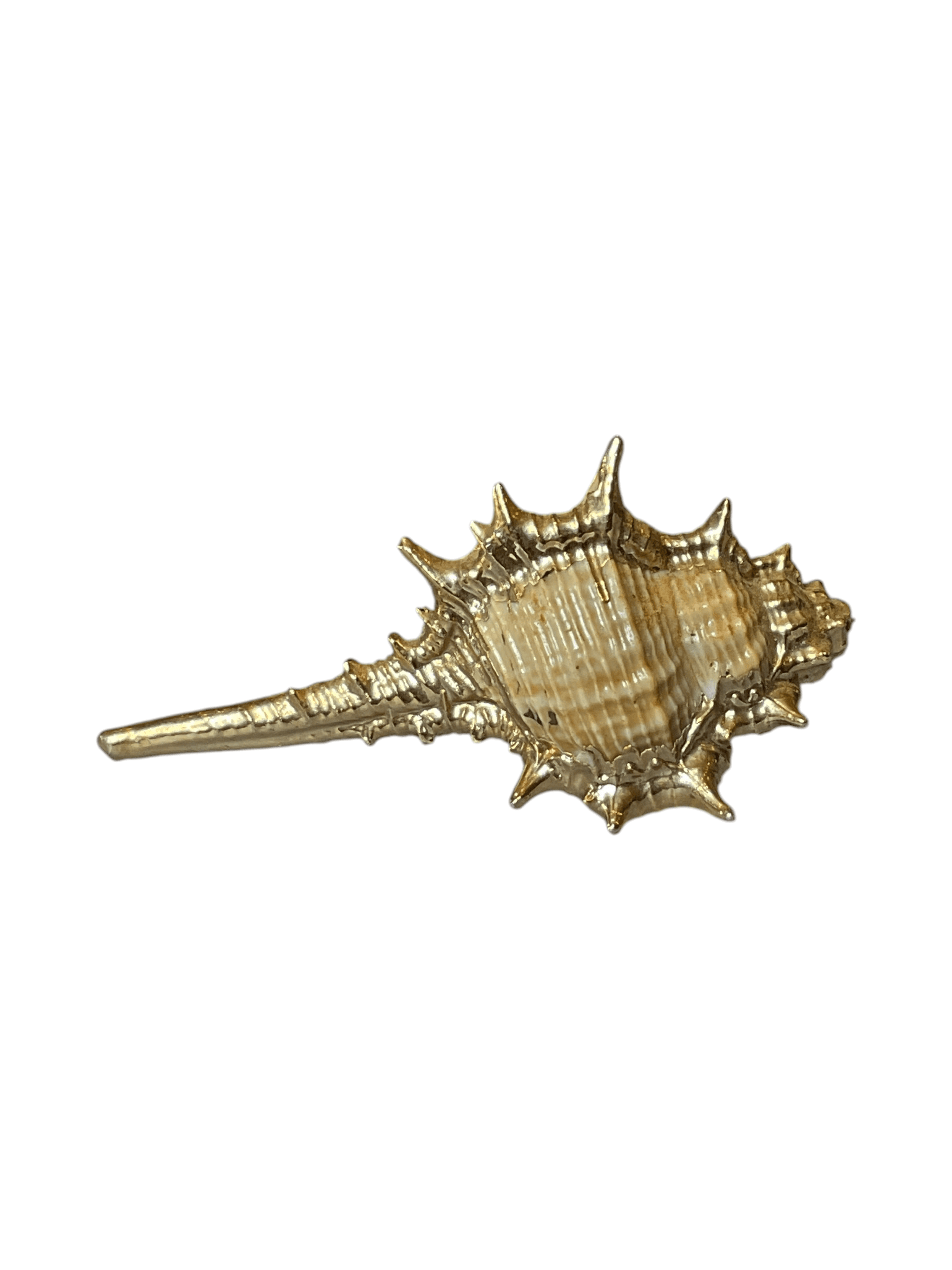 Gold-Tone Decorative Seashell Ornament 5 Inches - Thumbnail 2
