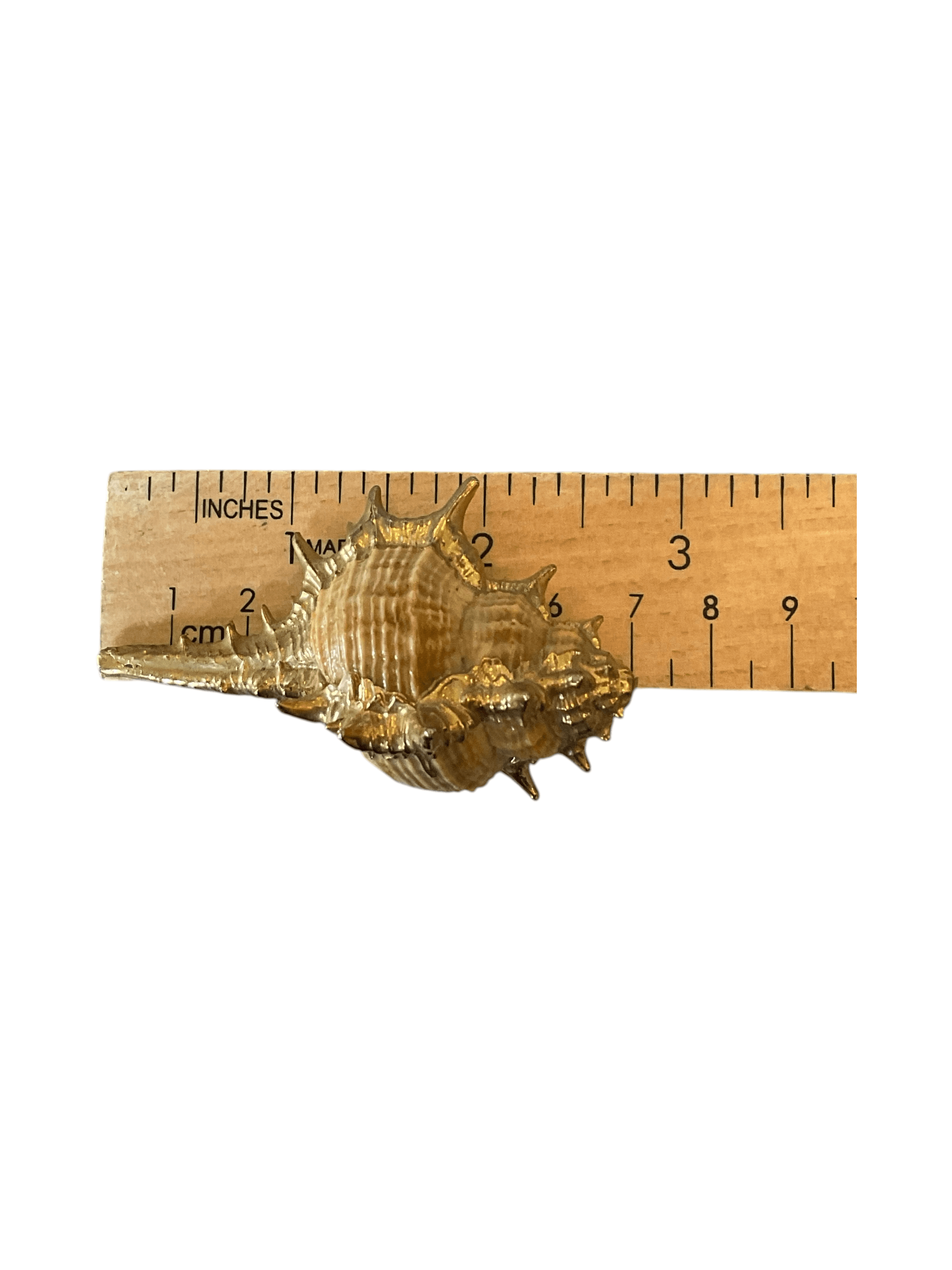 Gold-Tone Decorative Seashell Ornament 5 Inches - Thumbnail 4