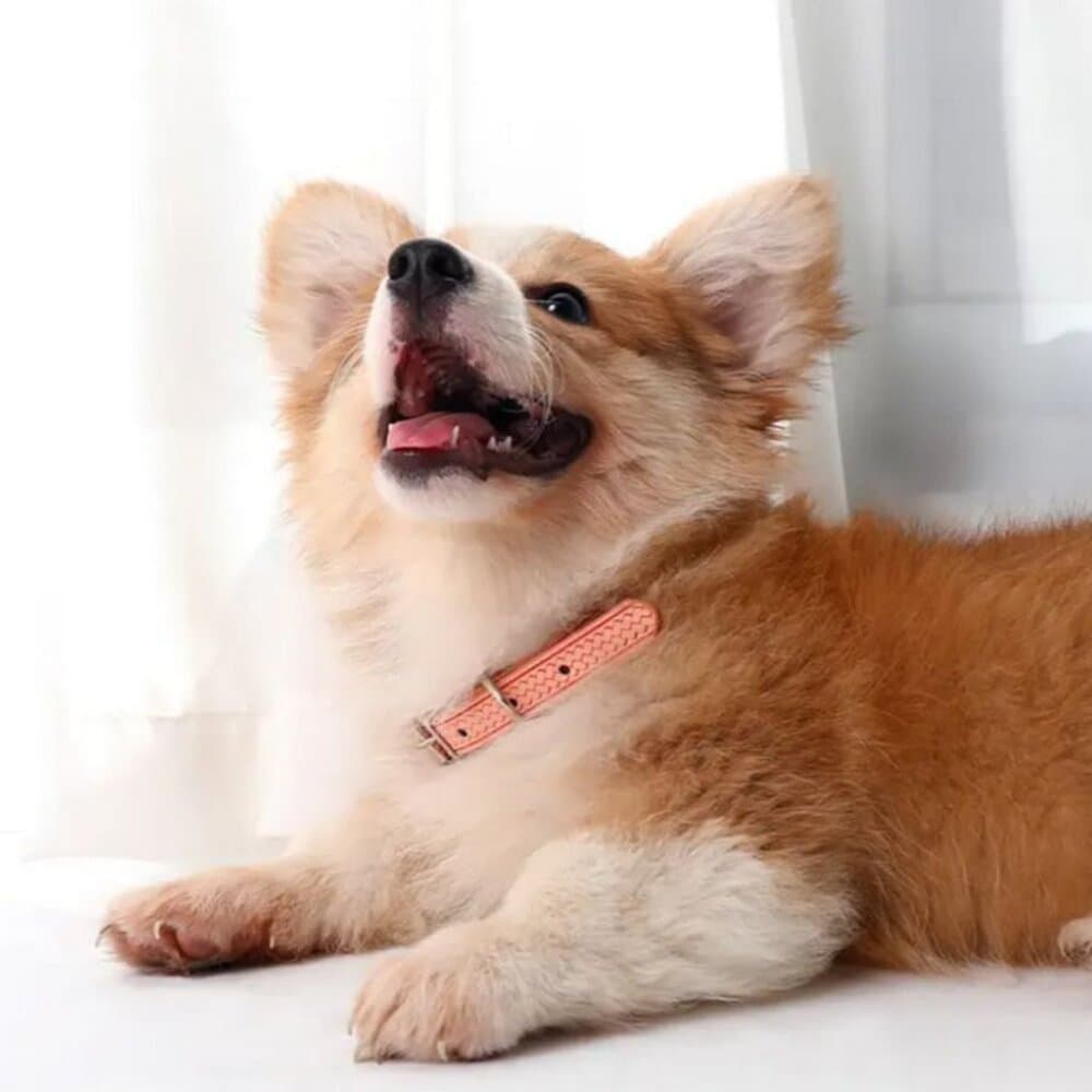 Kasen Herringbone Pattern Coral Pink Dog Collar Large Gift Packaged - Thumbnail 3
