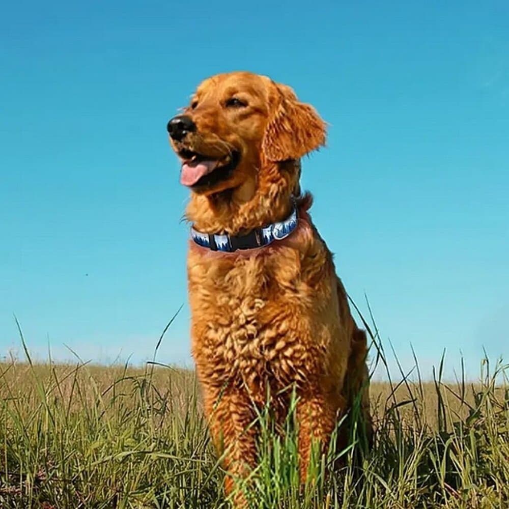 Serene Mountain Adjustable Quick Release D Ring Dog Collar Small Gift Packaged - Thumbnail 2