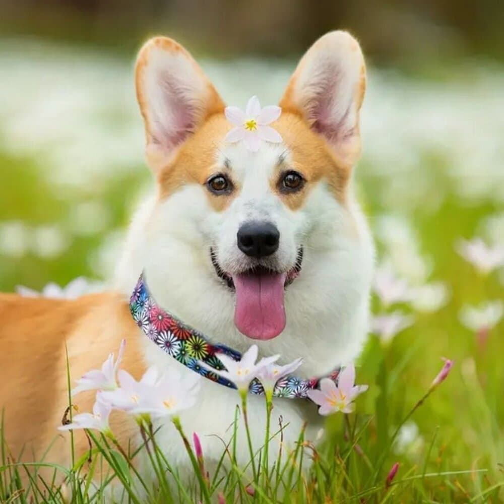 Maisette Multicolor Flowers Breakaway D Ring Dog Collar Size Large Gift Packaged - Thumbnail 2
