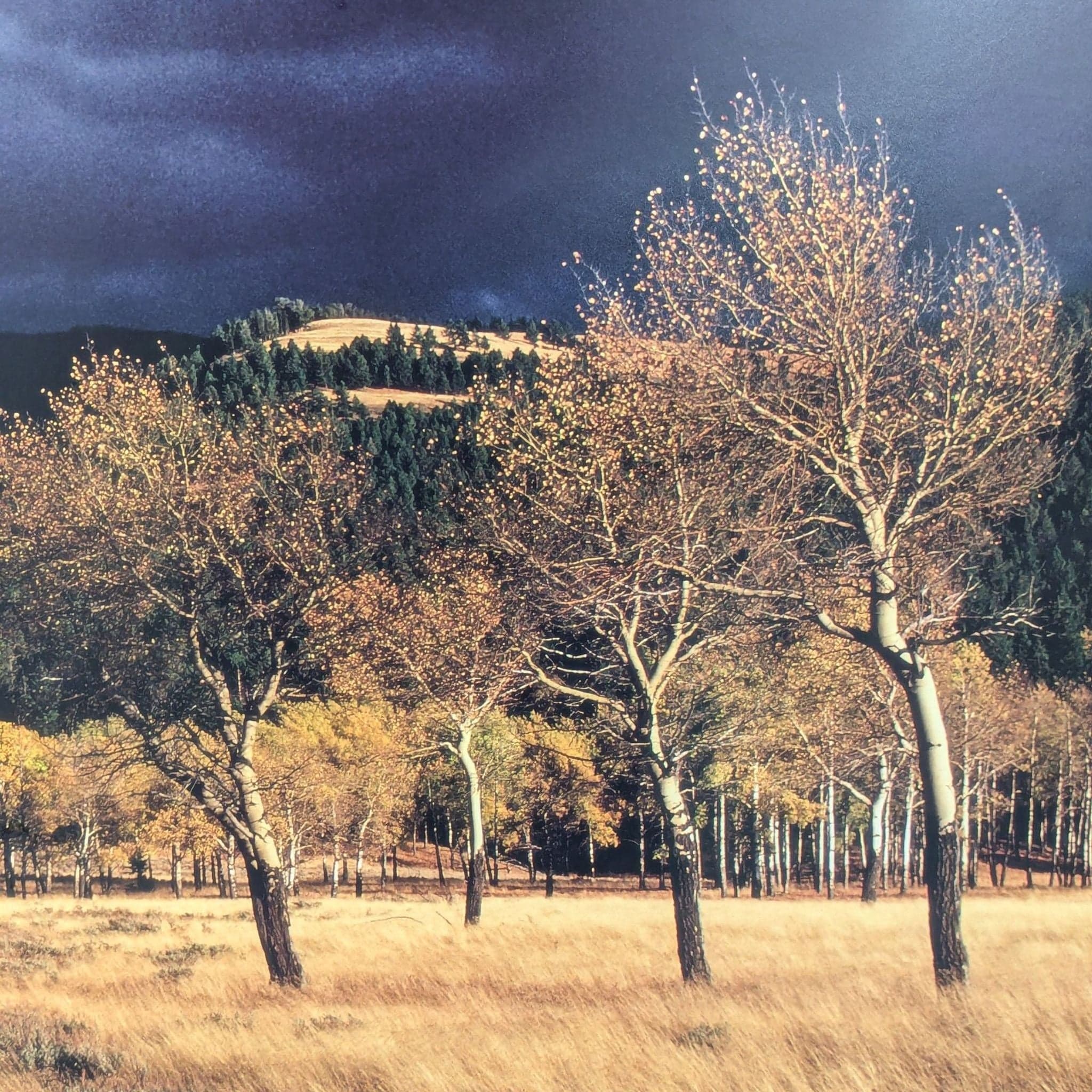 Thomas Mangelsen “Winds Of Change” Framed Landscape Print – Trees in Field Wall Art - Thumbnail 2