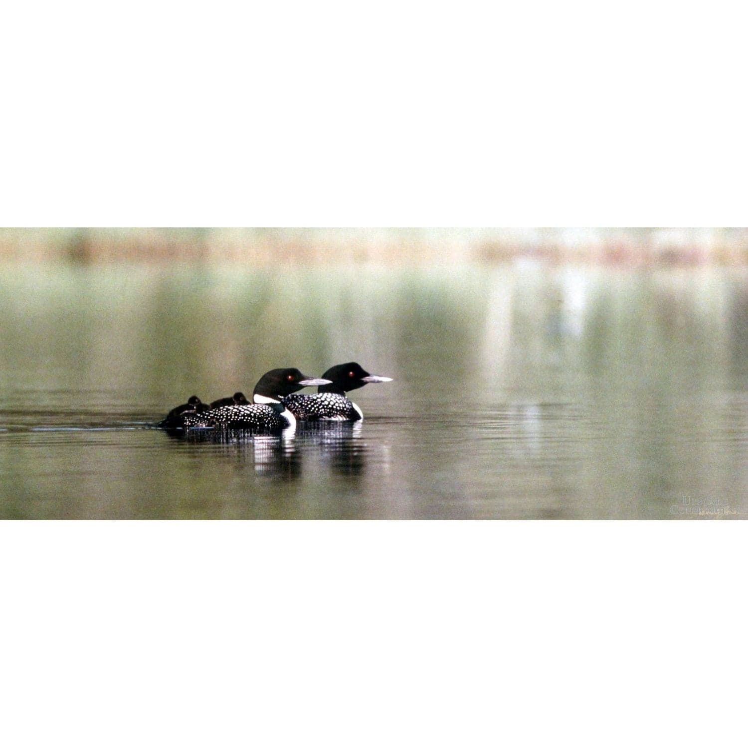 Framed Photographic Artwork - Loon on a Lake By James T. Jones - Thumbnail 2