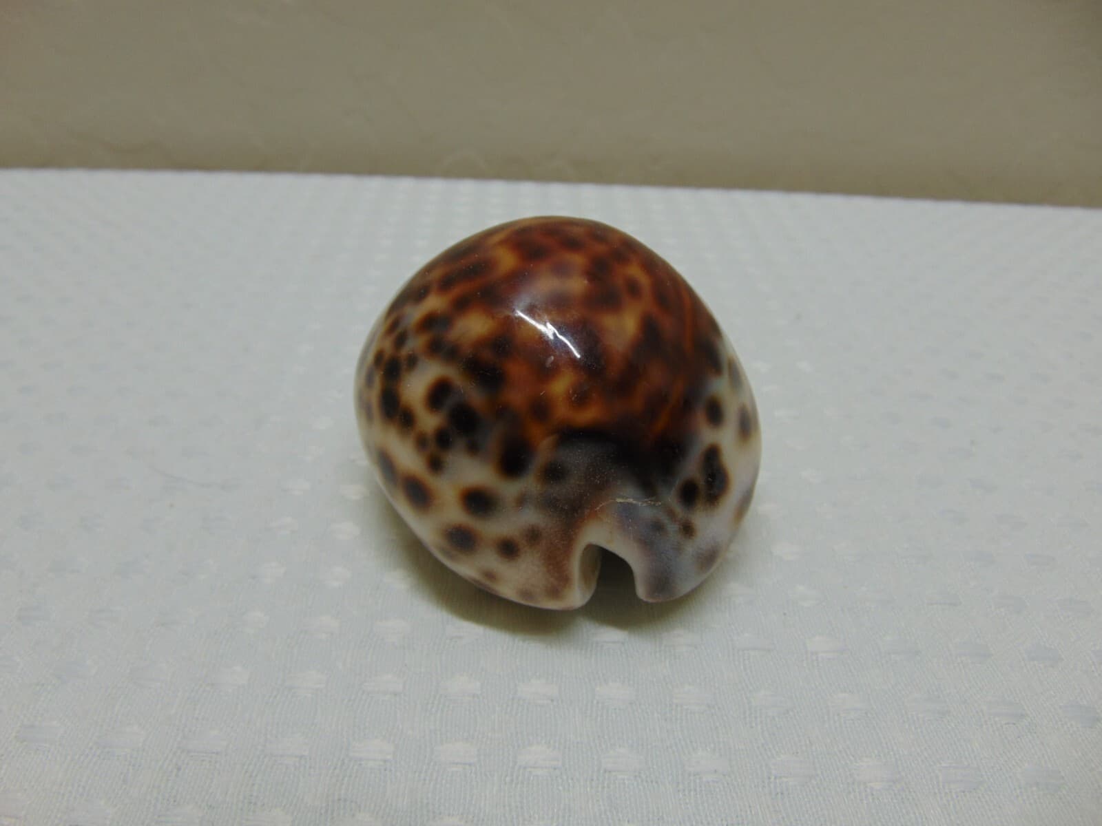 Tiger Cowrie Cypraea Tigris Leopard Pattern Seashell 3 1/2" Shell -FLAWED - Thumbnail 4
