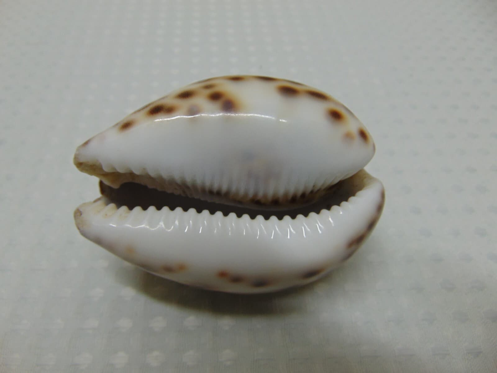 Tiger Cowrie Cypraea Tigris Leopard Pattern Seashell 3 1/2" Shell -FLAWED - Thumbnail 5