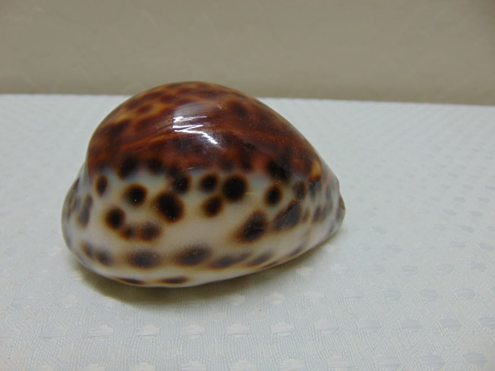 Tiger Cowrie Cypraea Tigris Leopard Pattern Seashell 3 1/2" Shell -FLAWED - Thumbnail 2