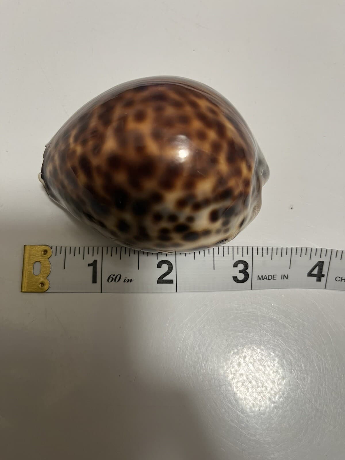 Tiger Cowrie Cypraea Tigris Leopard Pattern Seashell 3 1/2" Shell -FLAWED - Thumbnail 6