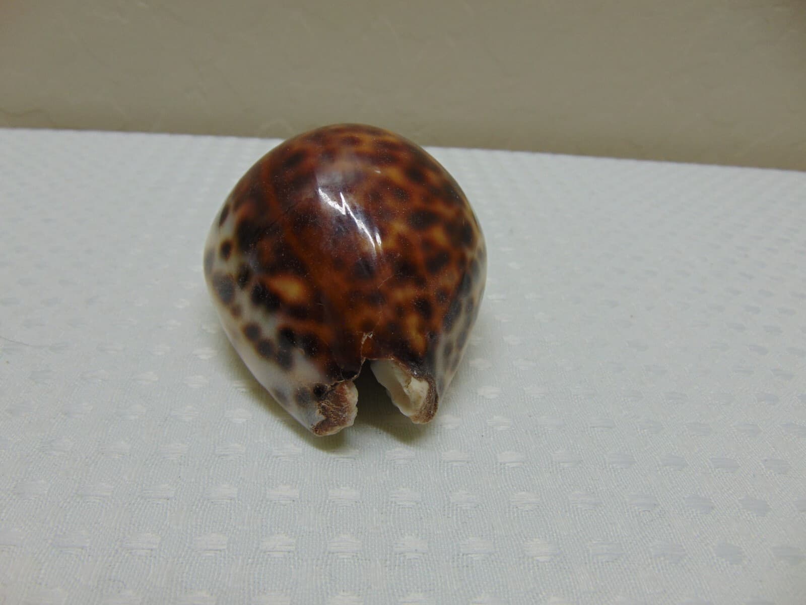 Tiger Cowrie Cypraea Tigris Leopard Pattern Seashell 3 1/2" Shell -FLAWED - Thumbnail 3