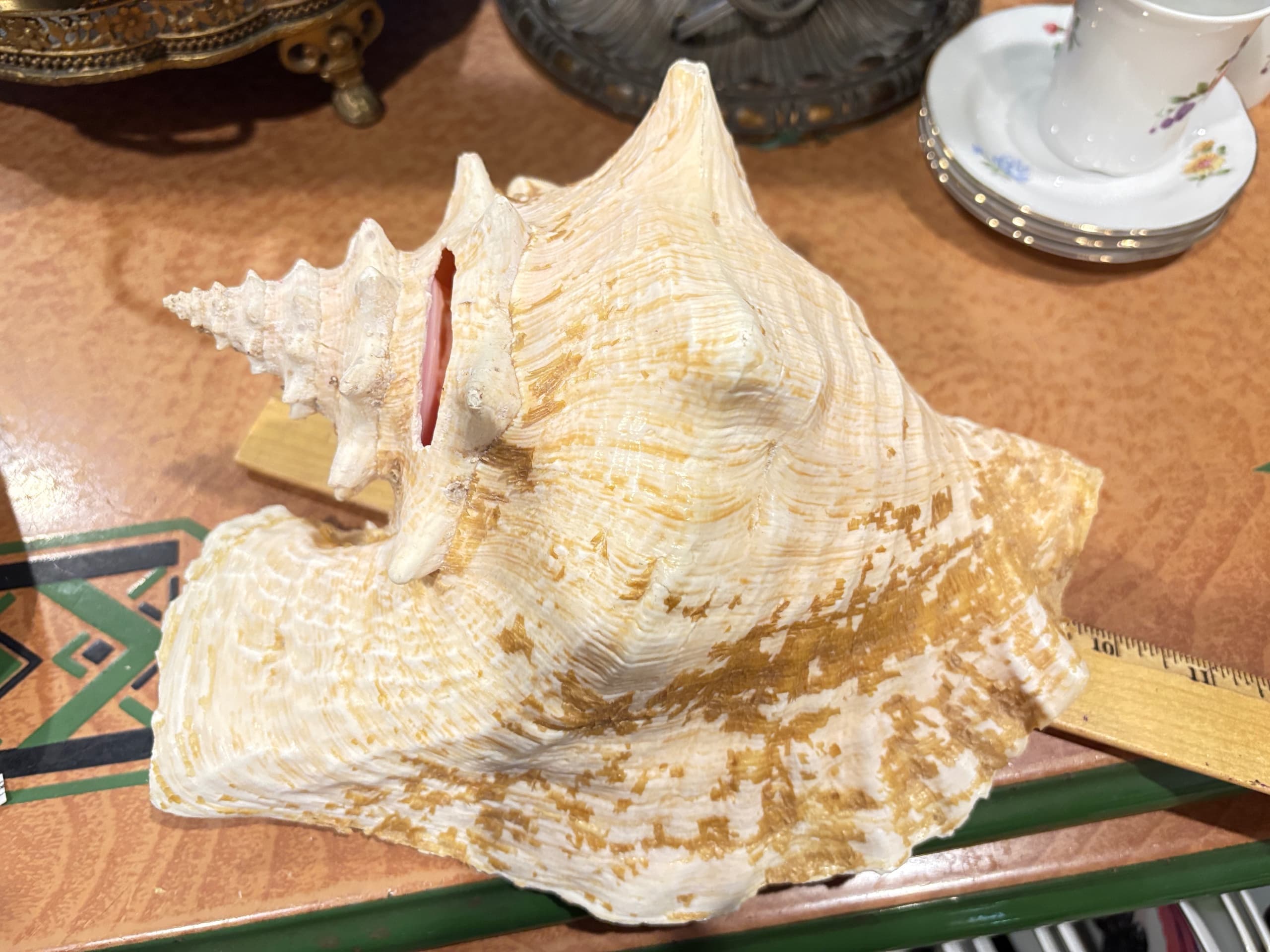 Large Horse Conch Shell — 10–11” Natural Specimen, Coastal Décor & Collector’s Shell - Regular - Thumbnail 5
