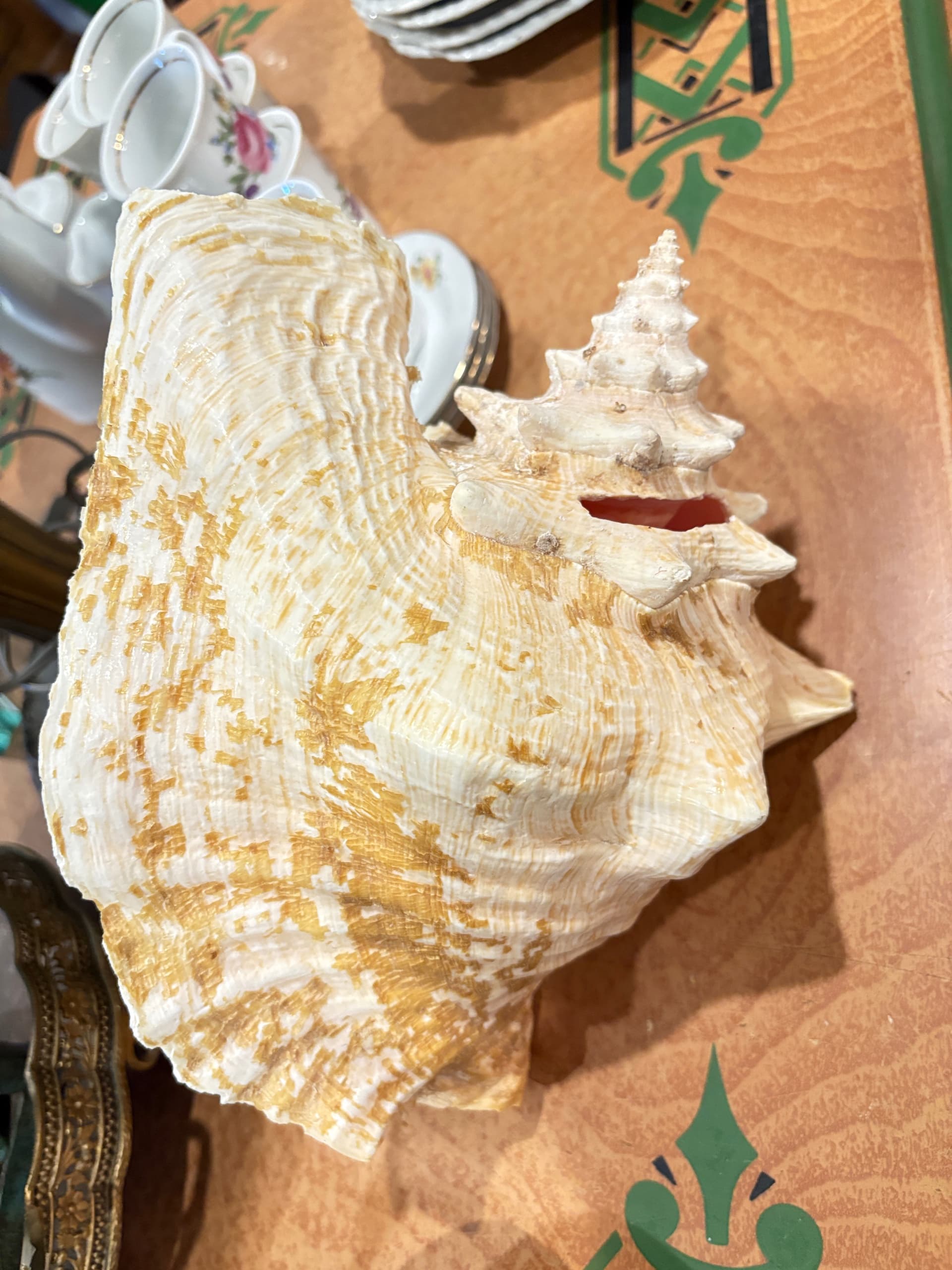 Large Horse Conch Shell — 10–11” Natural Specimen, Coastal Décor & Collector’s Shell - Regular - Thumbnail 3