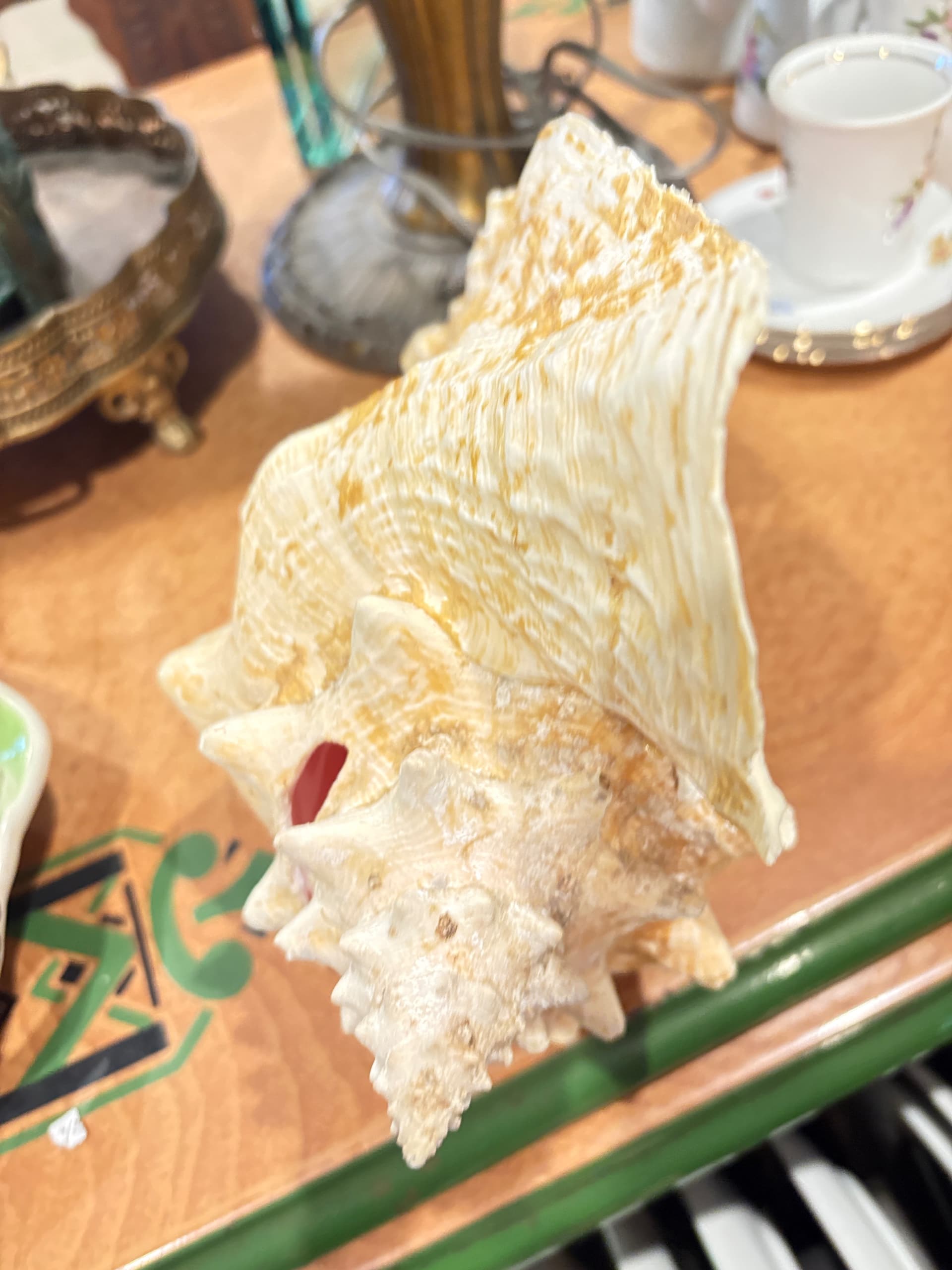 Large Horse Conch Shell — 10–11” Natural Specimen, Coastal Décor & Collector’s Shell - Regular - Thumbnail 4