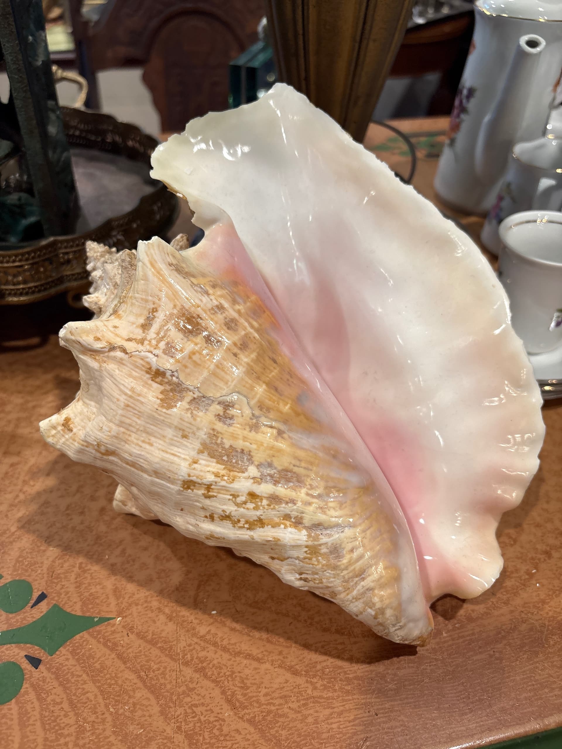 Large Horse Conch Shell — 10–11” Natural Specimen, Coastal Décor & Collector’s Shell - Regular - Thumbnail 6