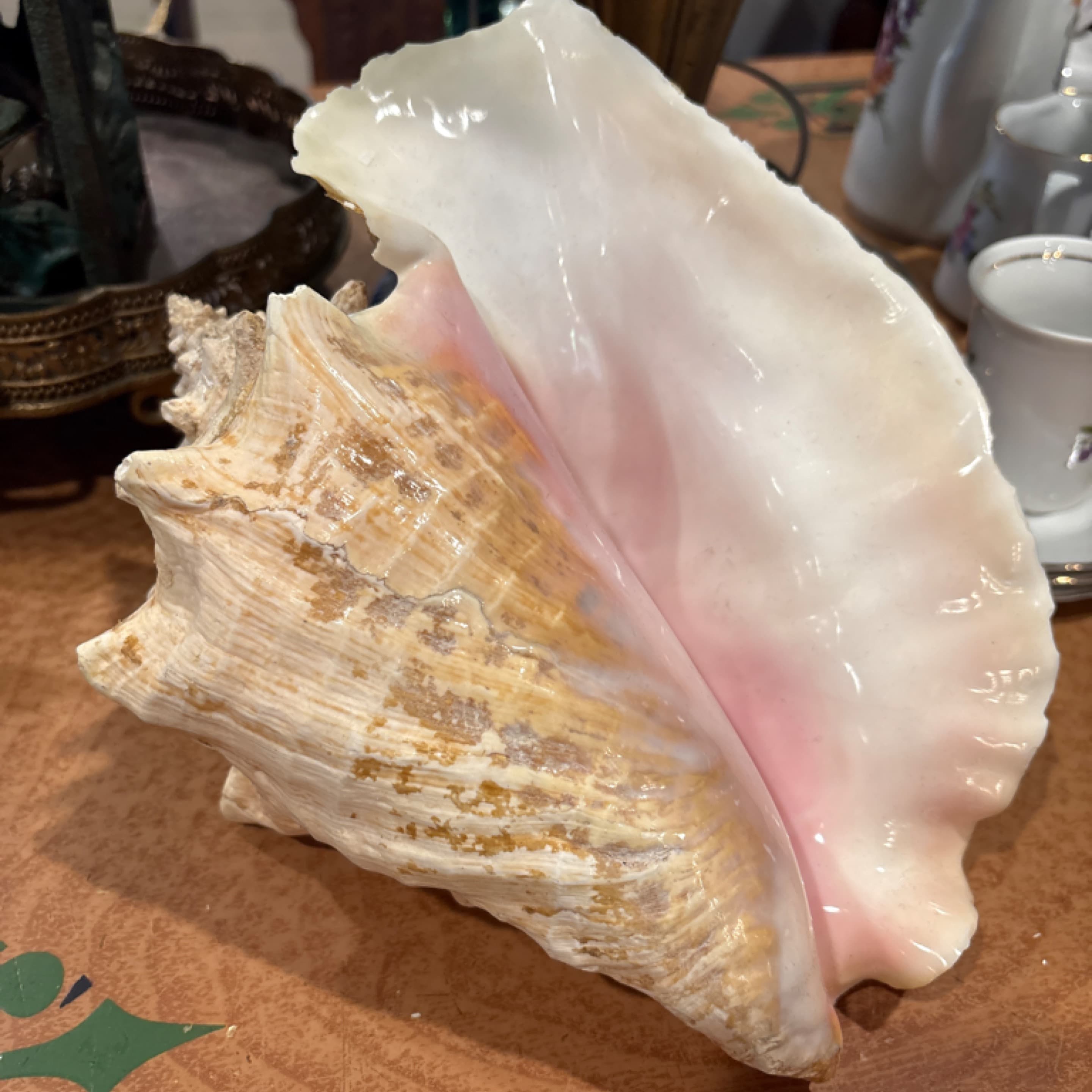 Large Horse Conch Shell — 10–11” Natural Specimen, Coastal Décor & Collector’s Shell - Regular