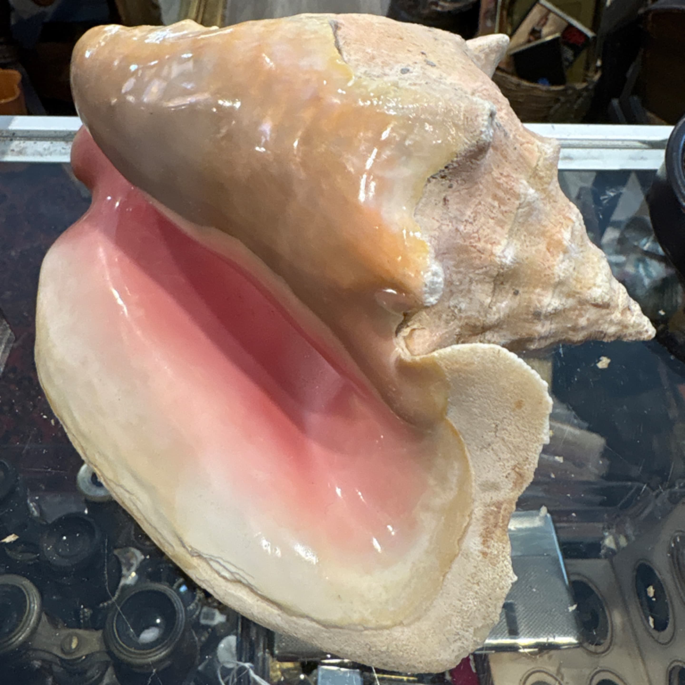 Large Queen Conch Shell 7” Spectacular Deep Rose Pink Interior Natural Specimen Coastal Decor - Regular