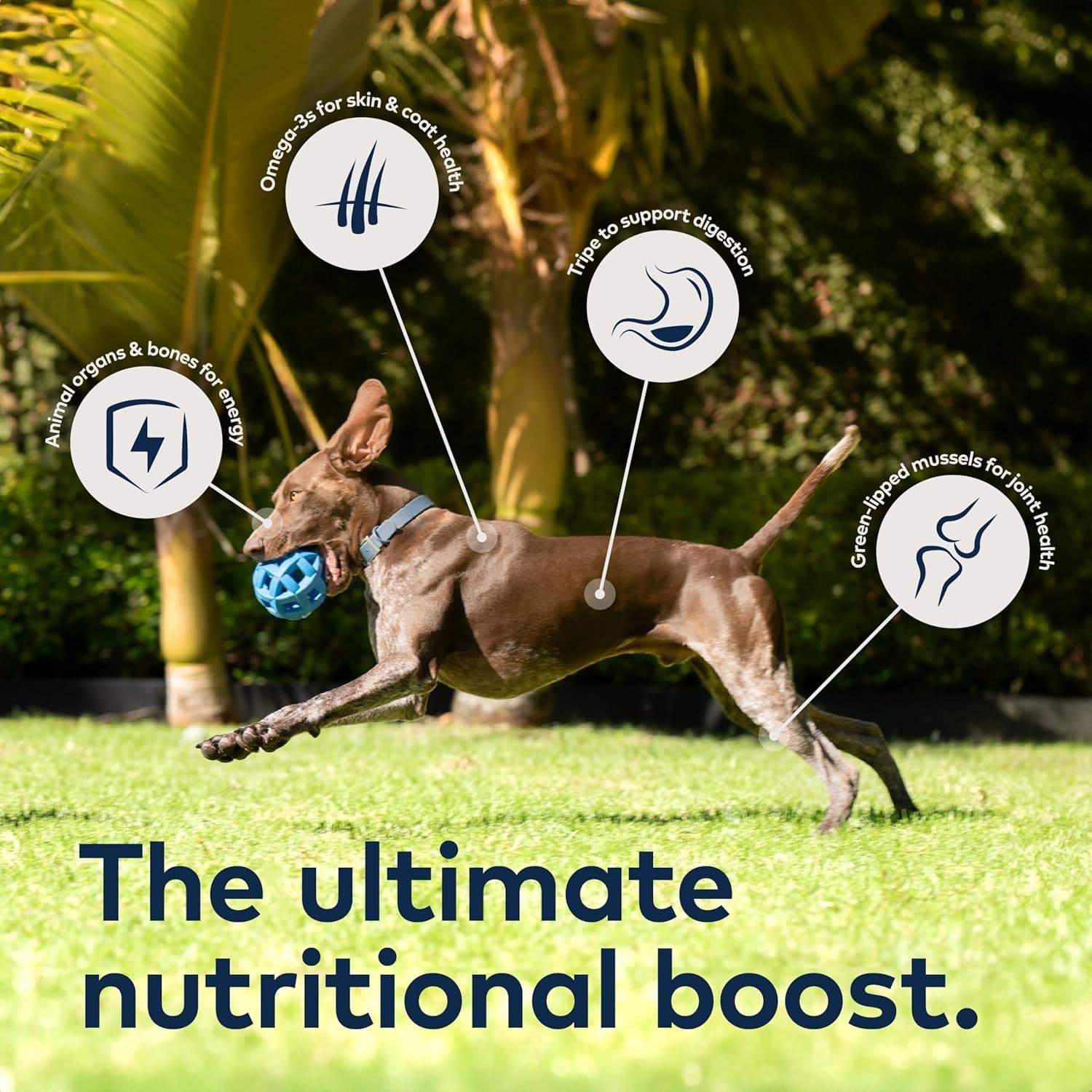 Ziwi Peak Chicken Wet Dog Food Grain Free High Protein 13.75oz ( 12 Pack ) - Thumbnail 7