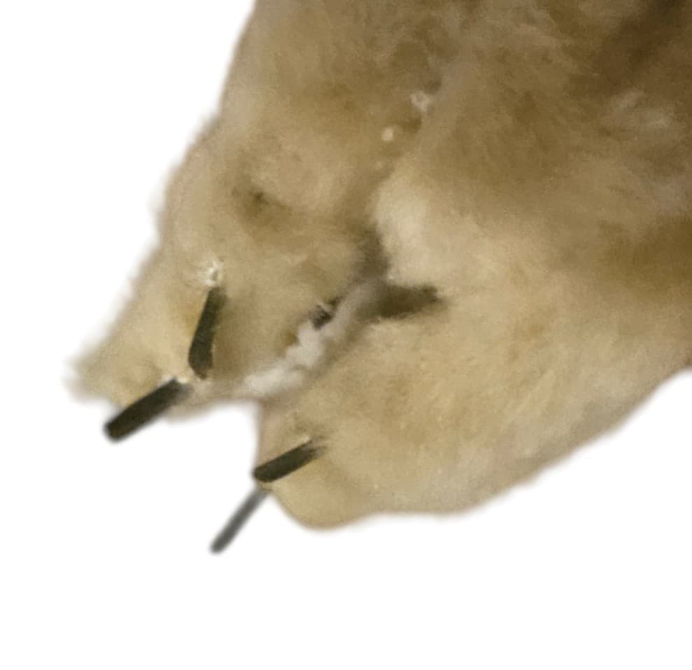 Vintage Koala Bear Keychain - Thumbnail 3