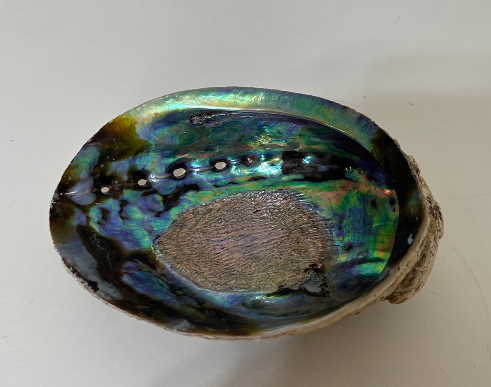 Abalone Shell Trinket Dish Smudging Bowl 5X4 Beautiful - Thumbnail 10