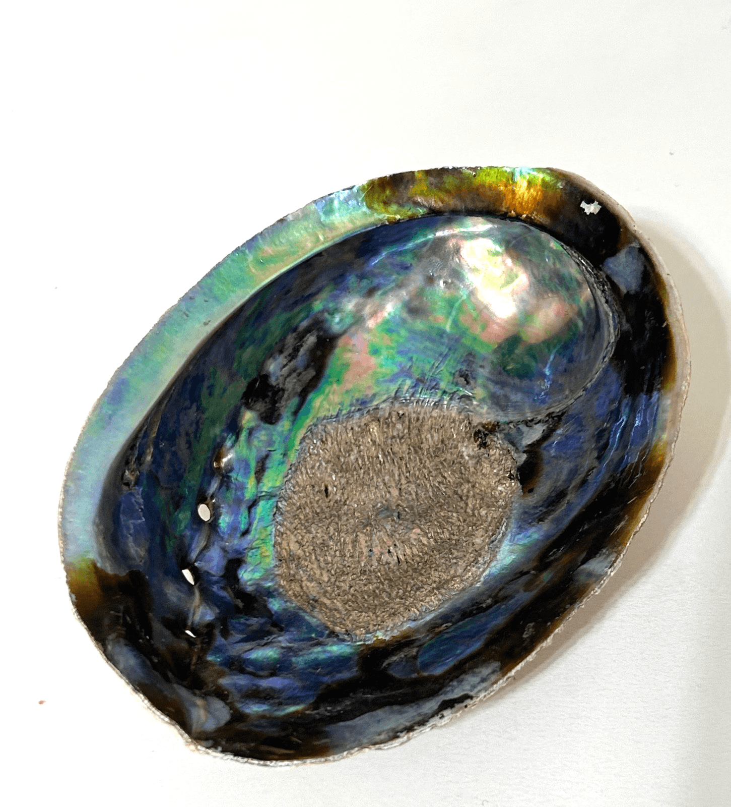 Abalone Shell Trinket Dish Smudging Bowl 5X4 Beautiful - Thumbnail 3