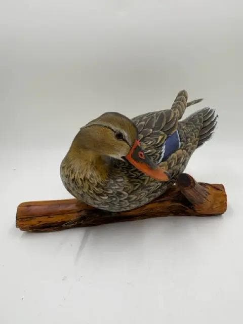 Hand Carved Hen Gadwall Mounted on Cedar Branch