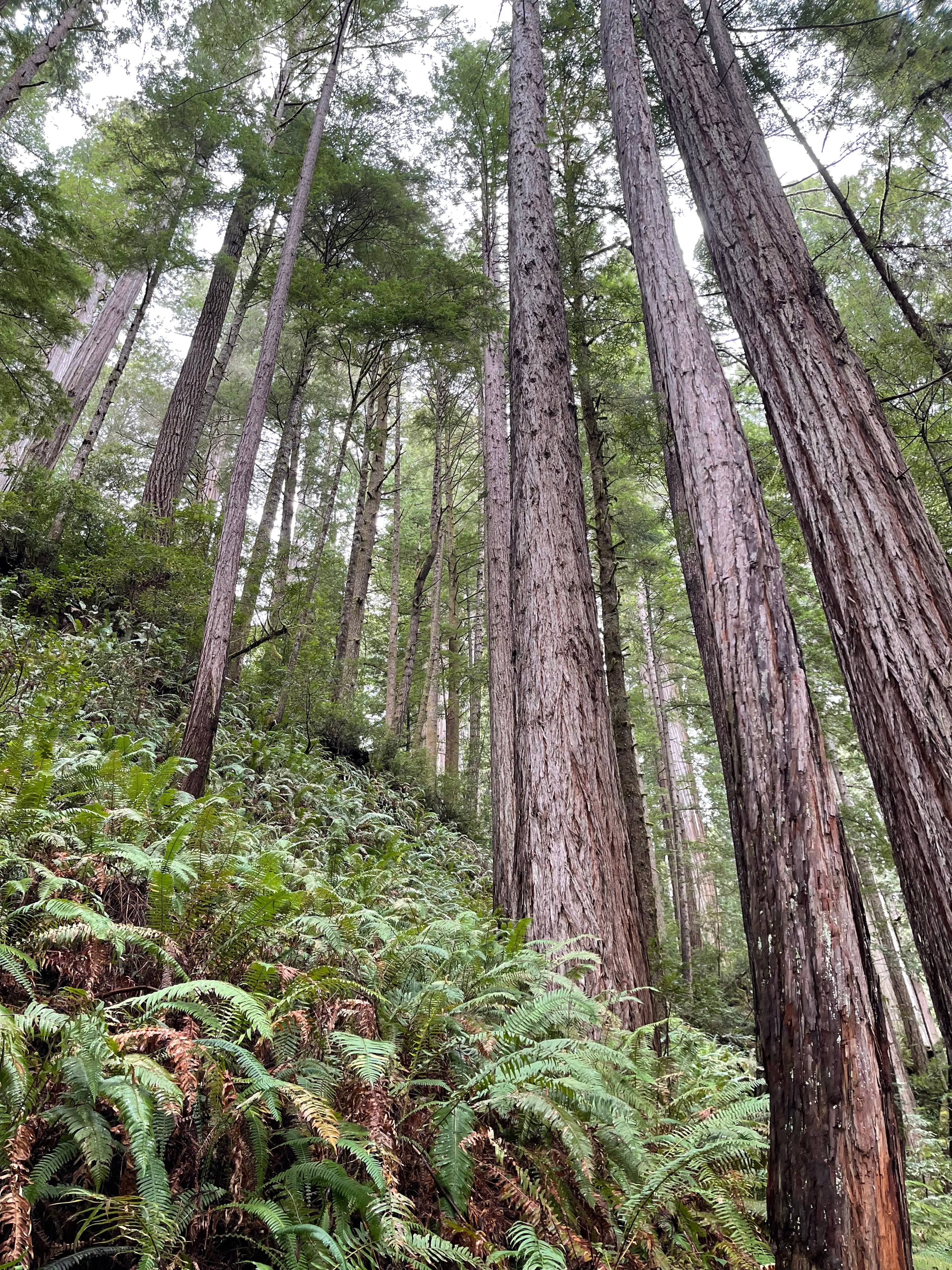 oregon forest candle - Regular - Thumbnail 2