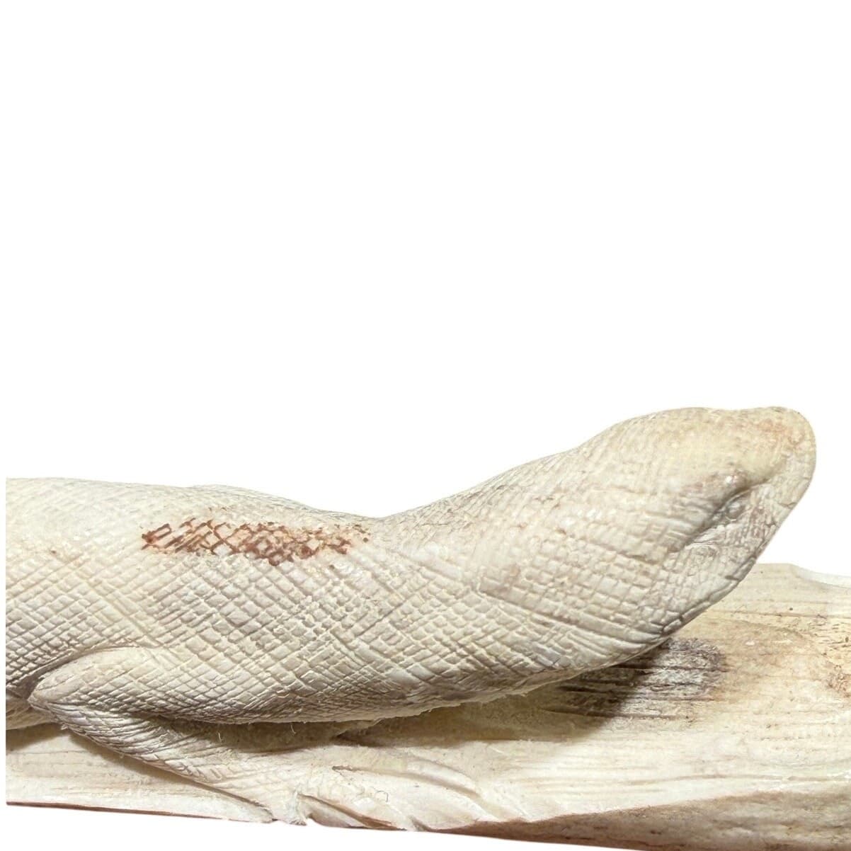 Pair Signed Hand Carved Bone Monitor Lizard Sculptures Walnut Bases Wildlife Art - Thumbnail 7