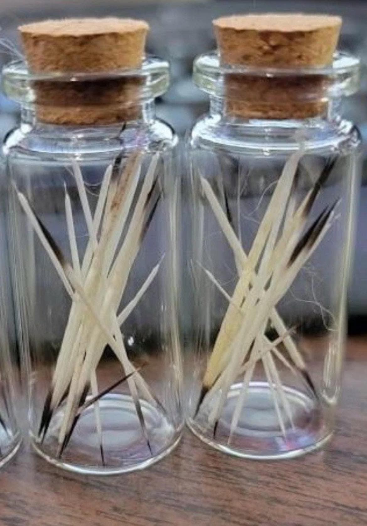 25 Ethically Sourced Porcupine Quills (1-3") | Natural Craft Supplies - Thumbnail 2