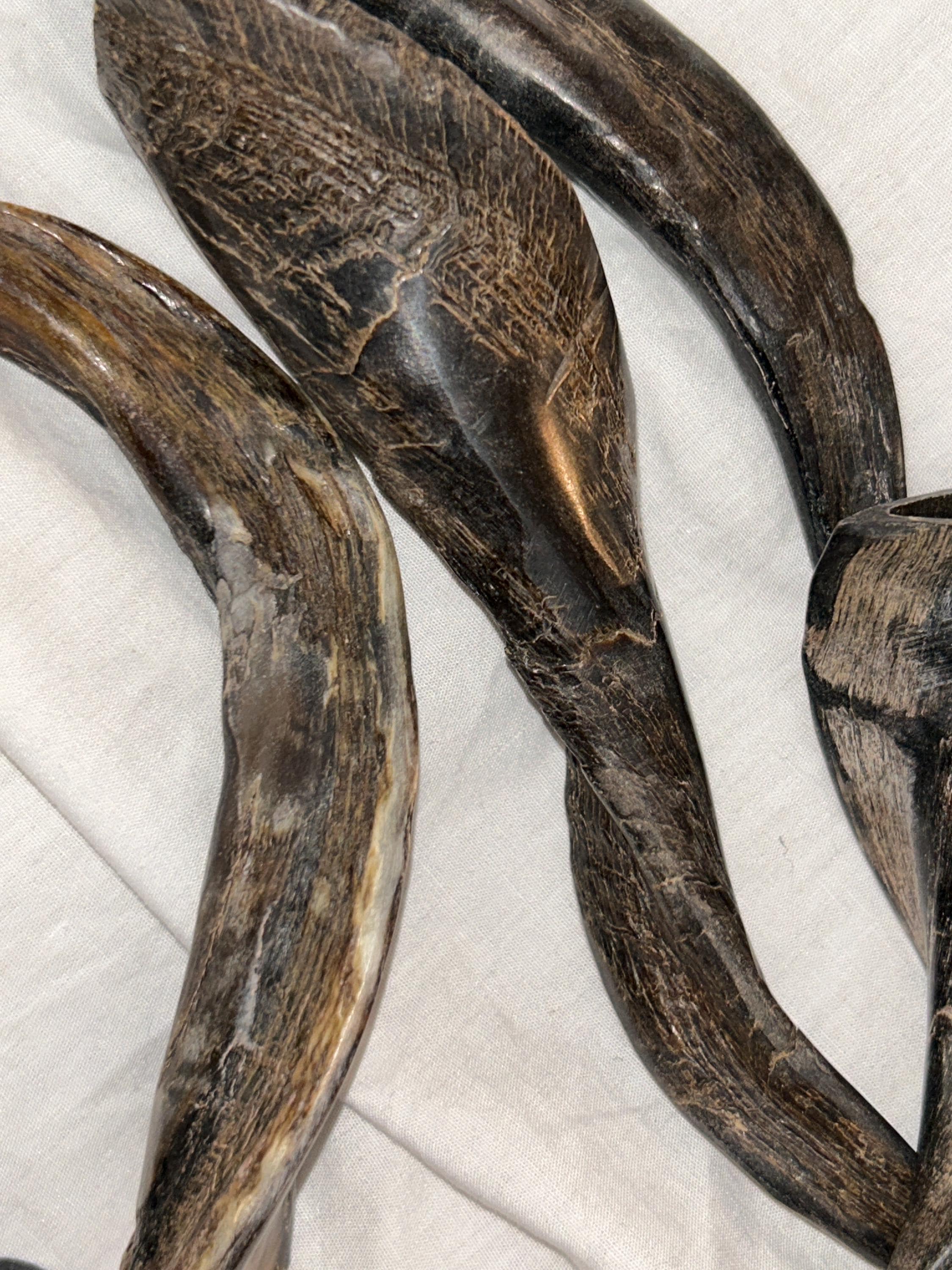 Polished Goat horn tips made from natural goat horns. - Thumbnail 2