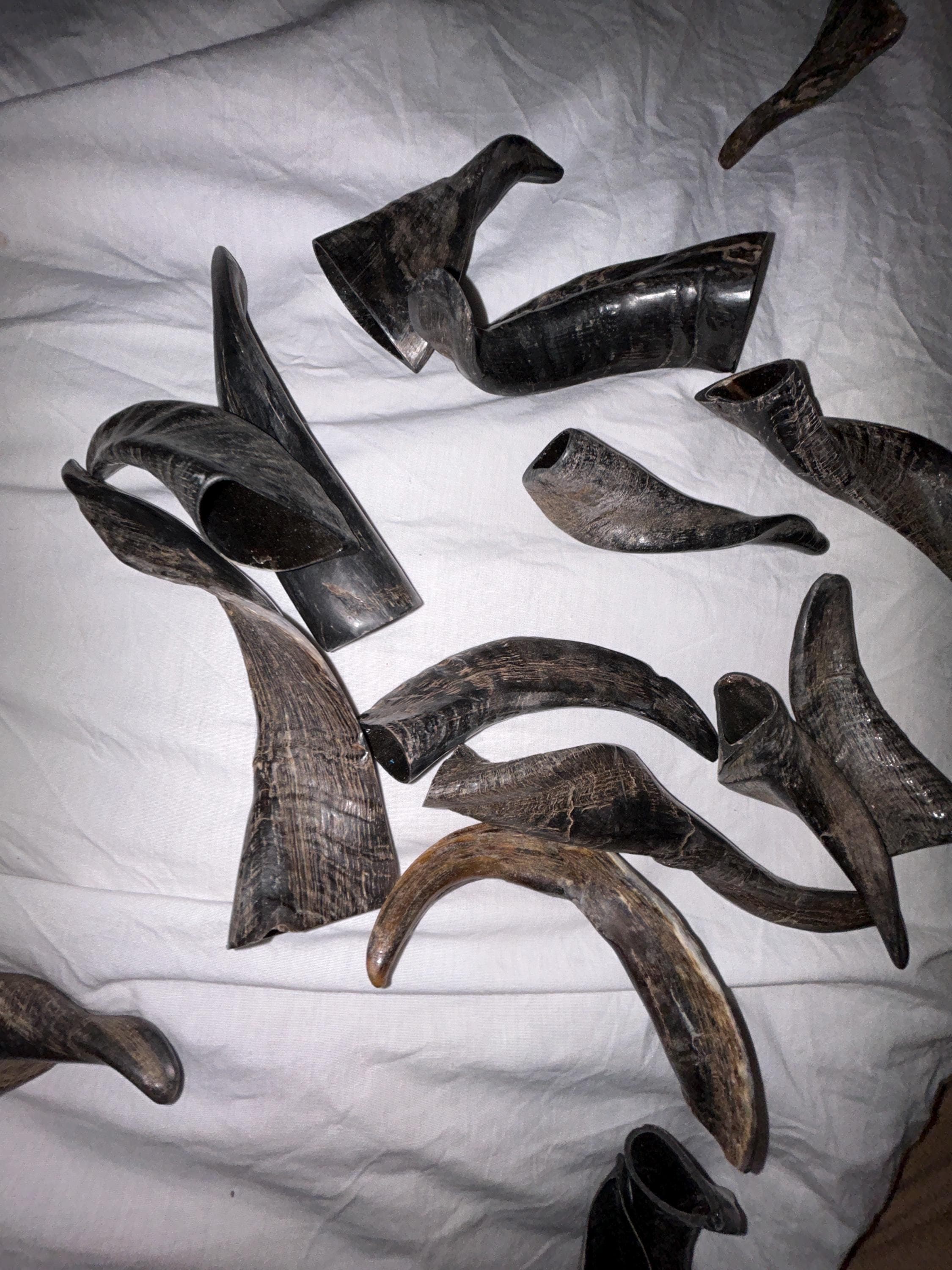 Polished Goat horn tips made from natural goat horns. - Thumbnail 4