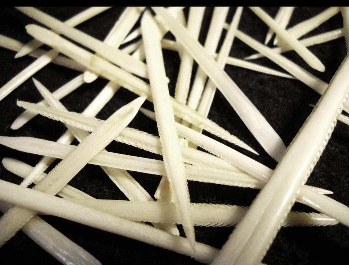 25 Ethically Sourced Stingray Barbs | Jewelry Making, Ocean Curiosities - Thumbnail 2