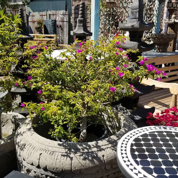 Purple Boganville Plant - Thumbnail 2