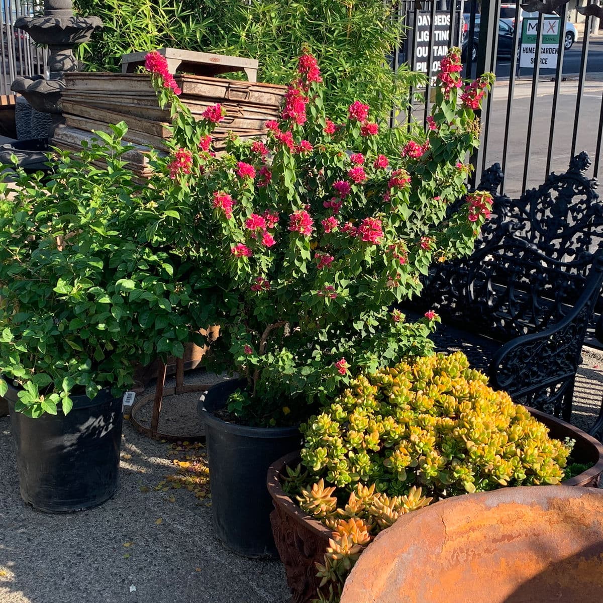 Torch glow Bougainvillea - Thumbnail 2