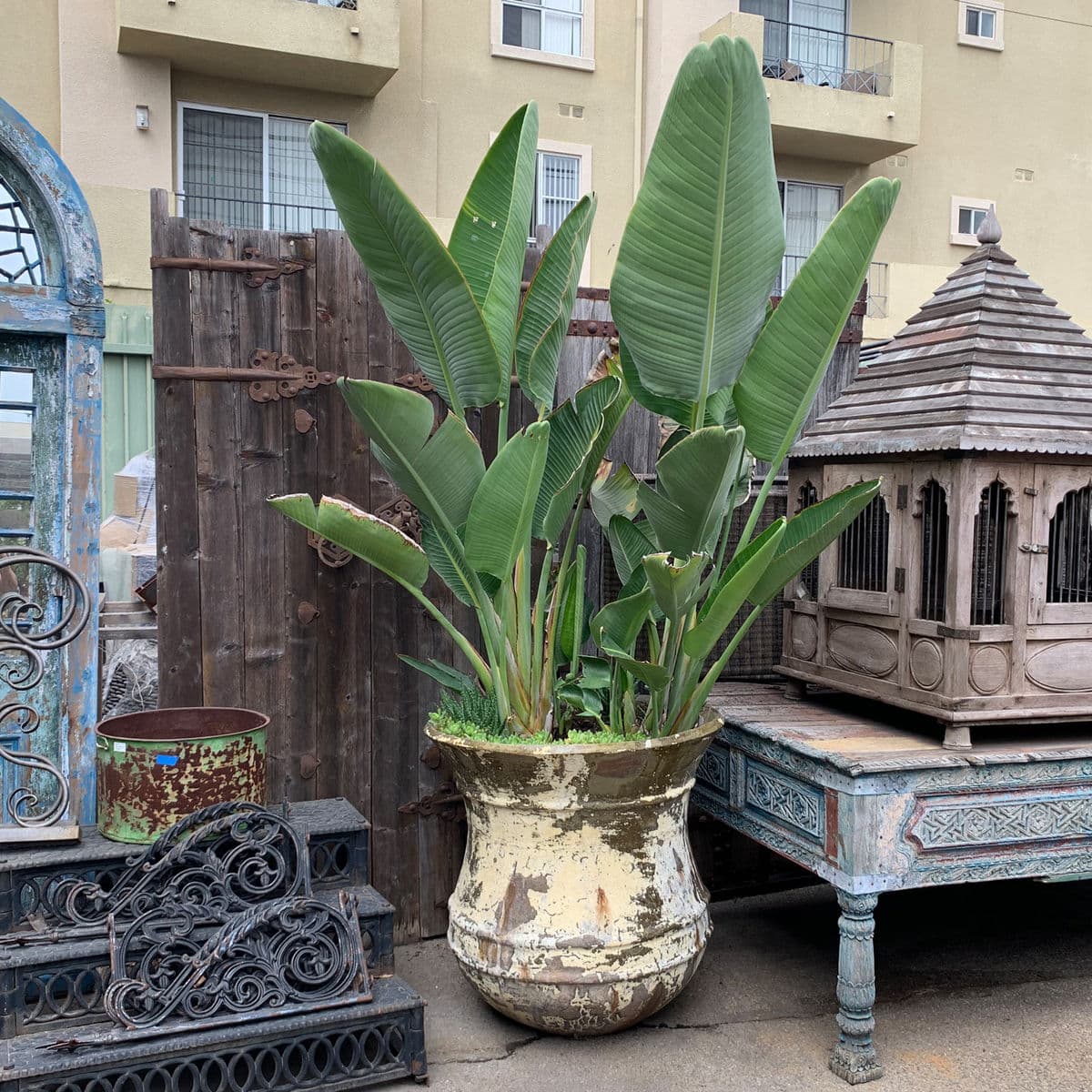 Blue Bird of Paradise in Pot - Thumbnail 2