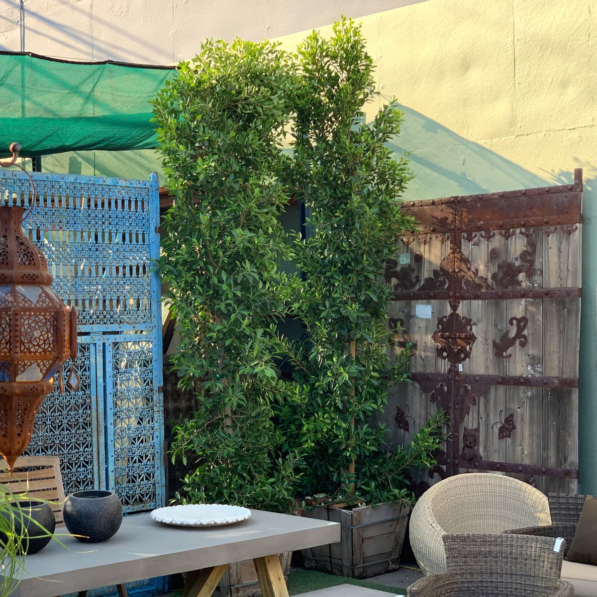 Indian Laurel Column - Thumbnail 2