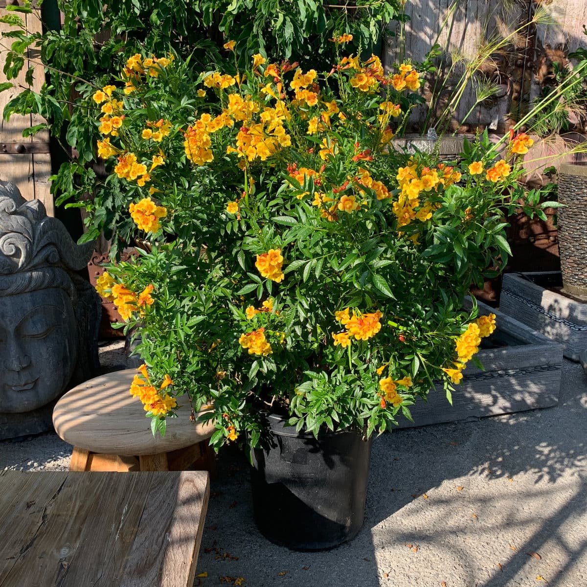 Bells of Fire - Thumbnail 2