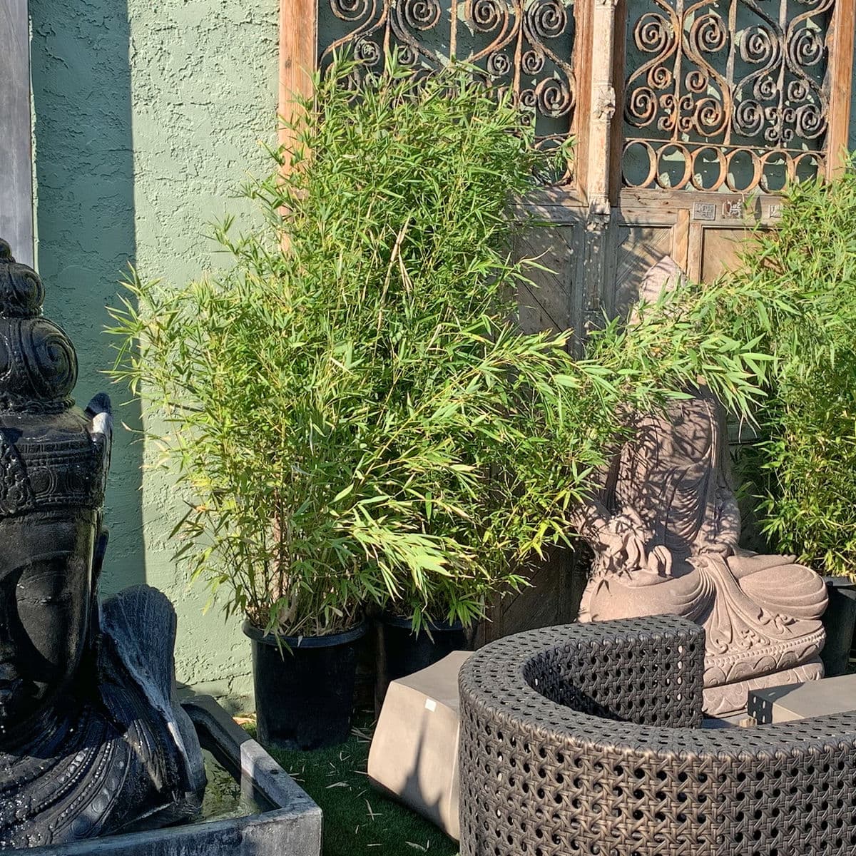 Golden Bamboo - Thumbnail 2